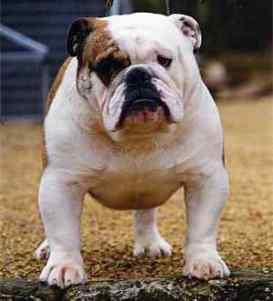 English bulldog : CH Wyecaple Good to Go